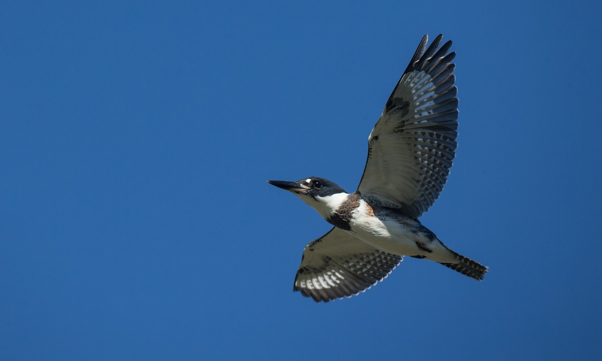Belted Kingfisher - Chris Wood