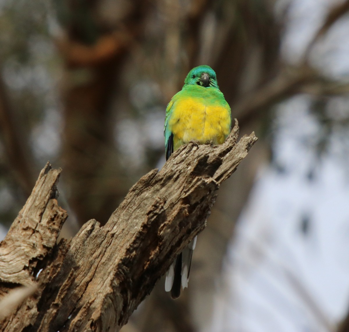 Red-rumped Parrot - Donna Nagiello