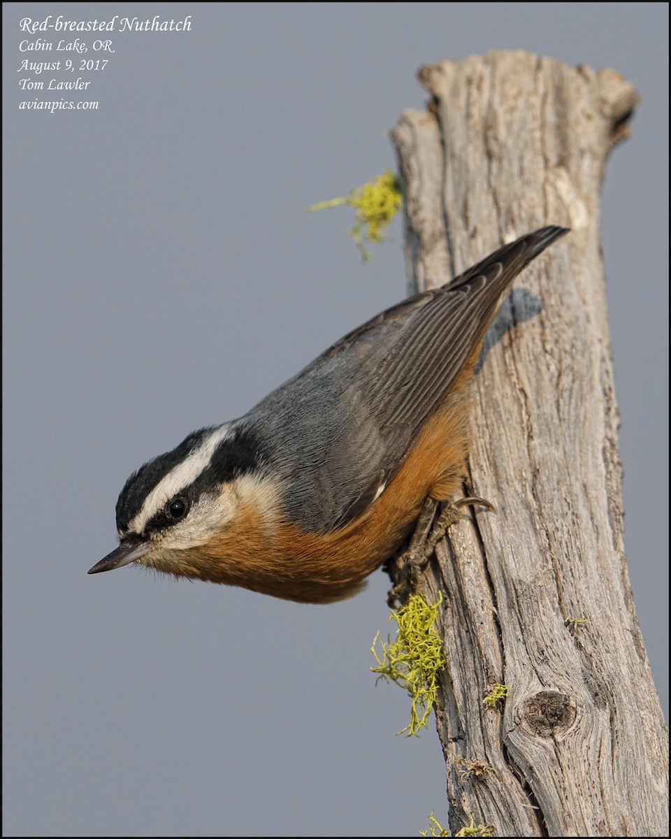 Red-breasted Nuthatch - ML107992211