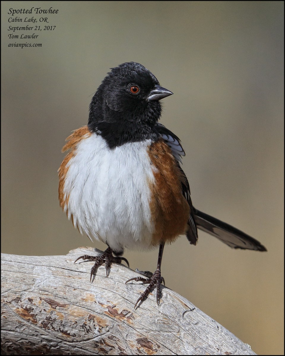 Spotted Towhee - Tom Lawler