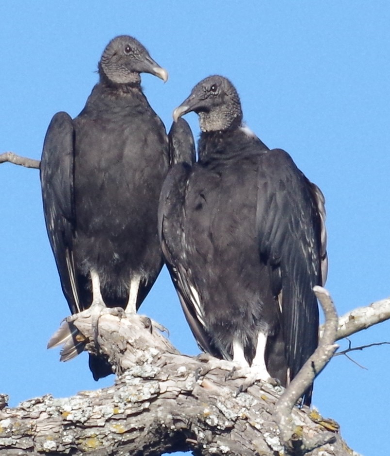 Black Vulture - mark hinton