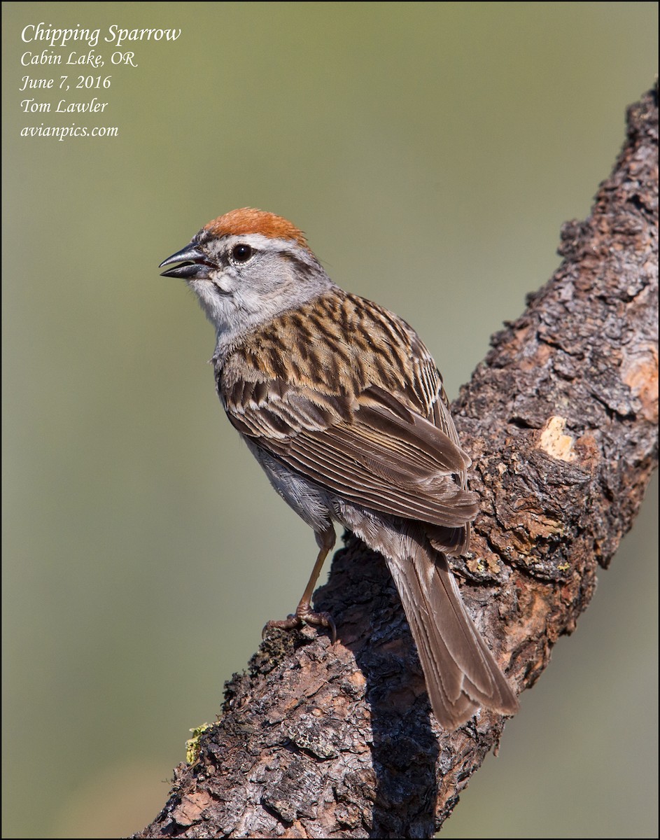 Chipping Sparrow - ML107993401