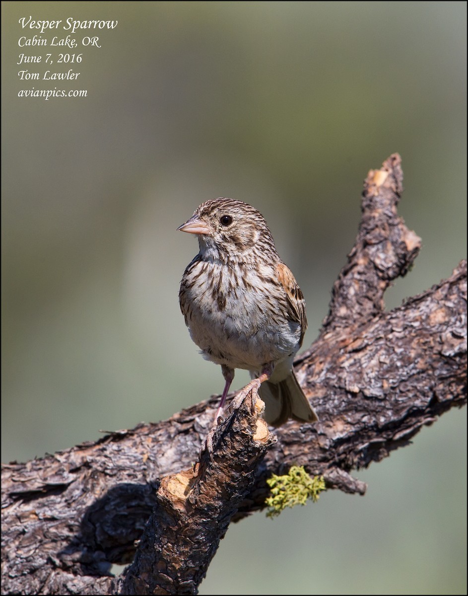 Vesper Sparrow - Tom Lawler