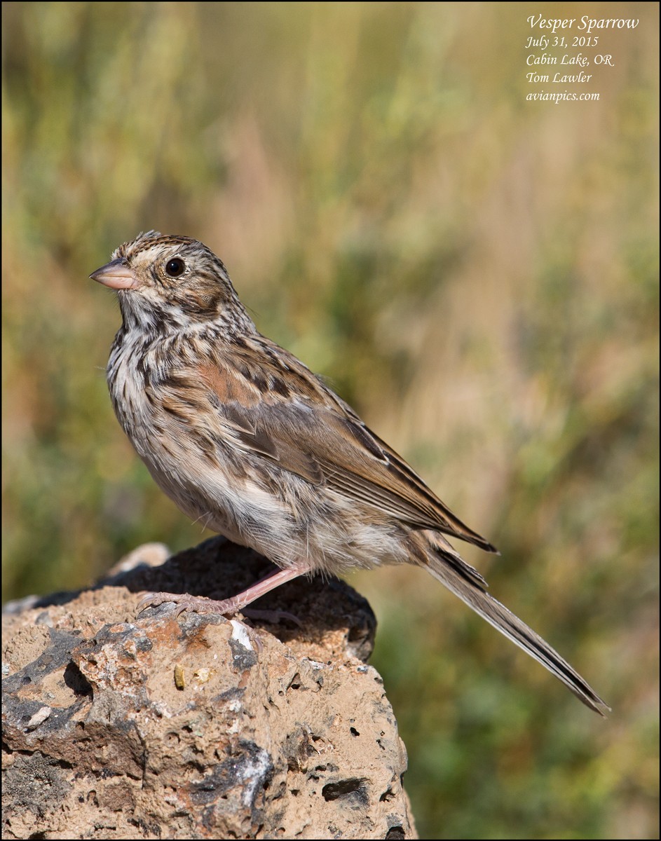 Vesper Sparrow - ML107995911