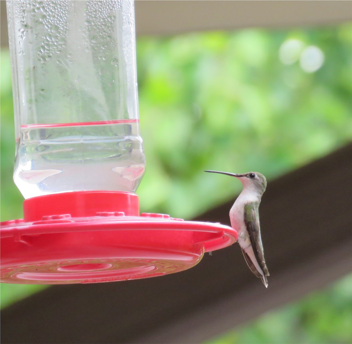 Ruby-throated Hummingbird - Jo-Ann Moore