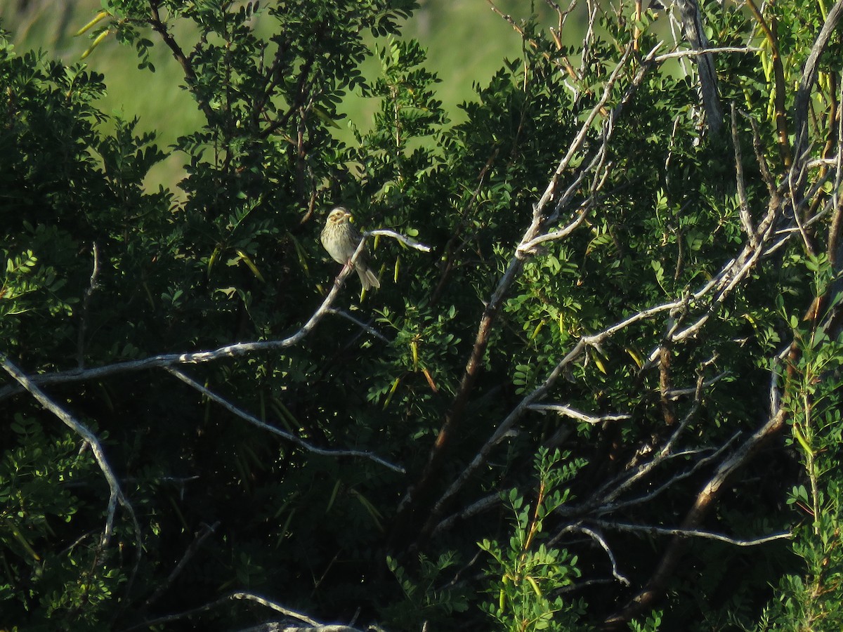 Clay-colored Sparrow - ML107996891