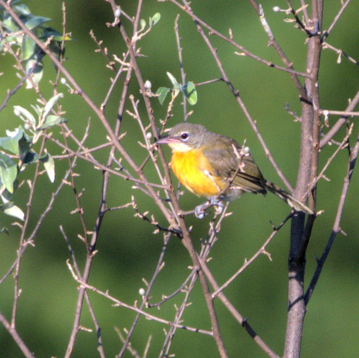 Yellow-breasted Chat - Tom Farrell