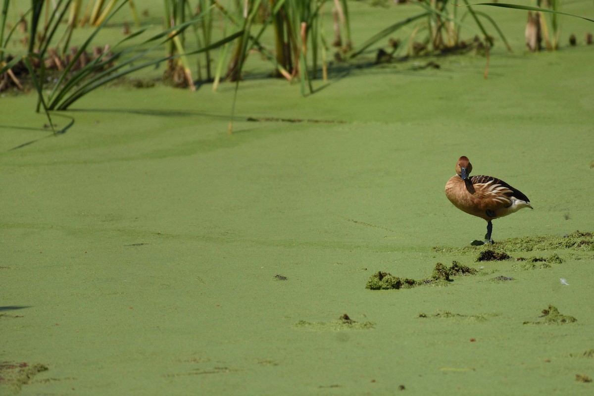 Fulvous Whistling-Duck - ML108005681