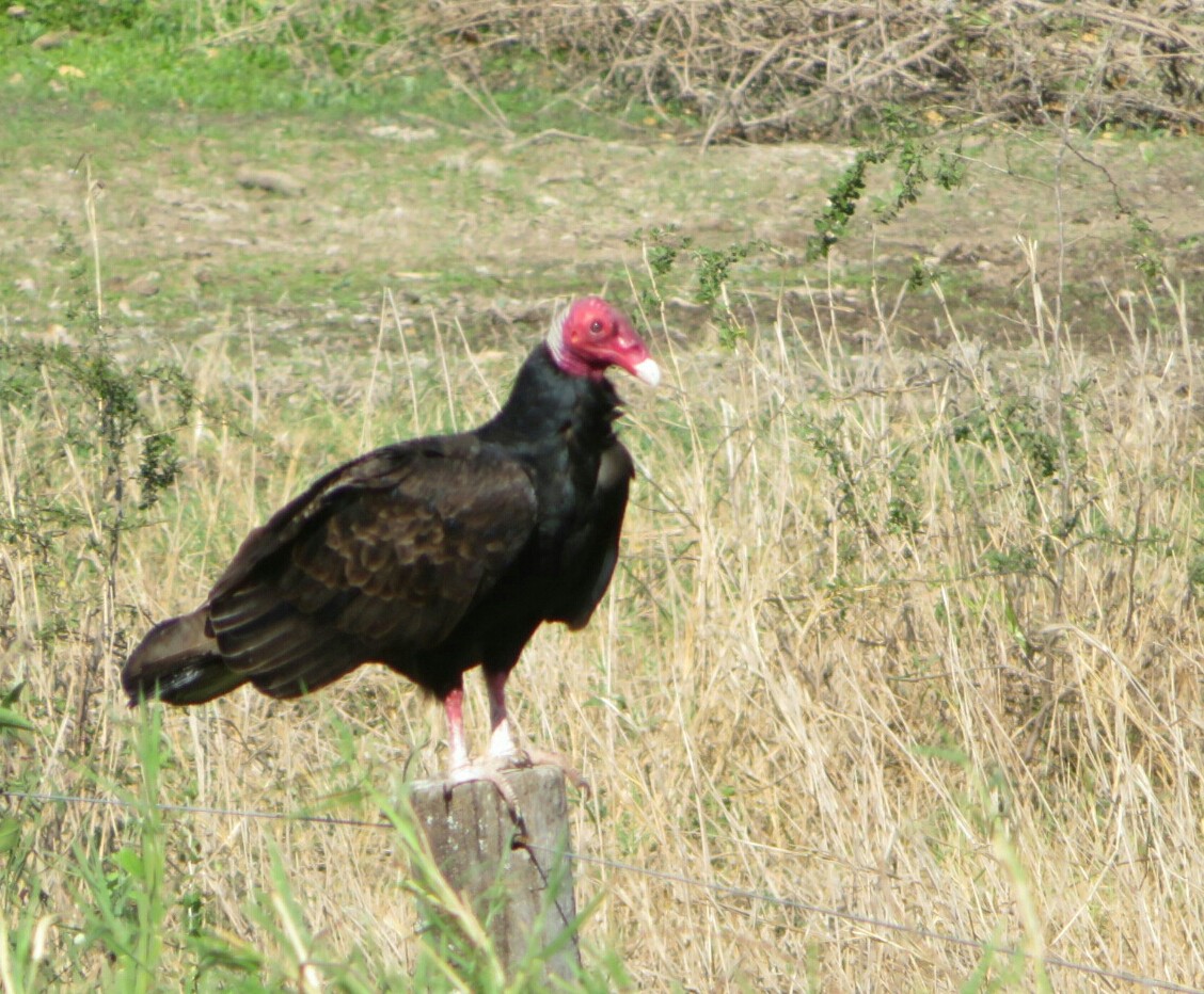 Turkey Vulture - ML108008481