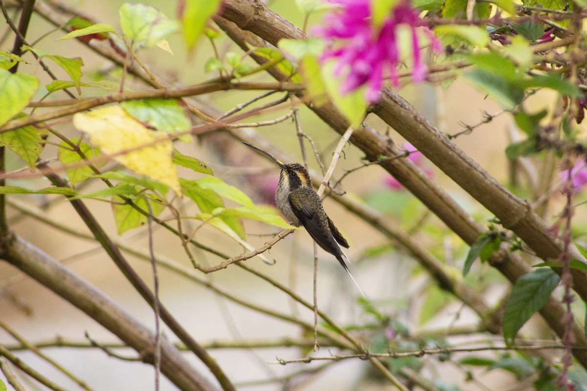 kolibřík šupinkohrdlý - ML108008581