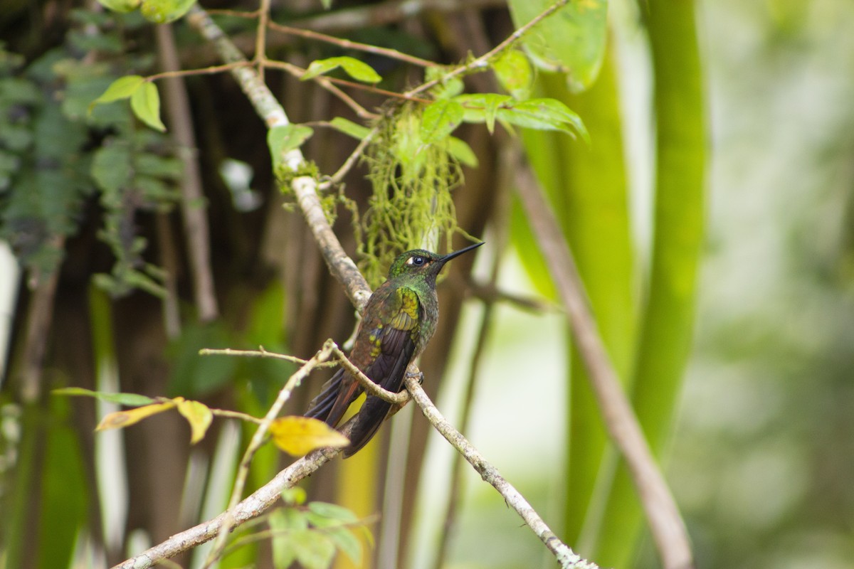 kolibřík brazilský - ML108008611