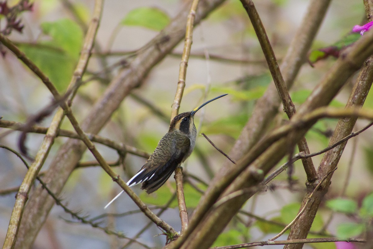 Scale-throated Hermit - ML108008961