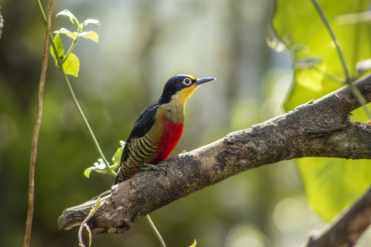 Yellow-fronted Woodpecker - ML108009421