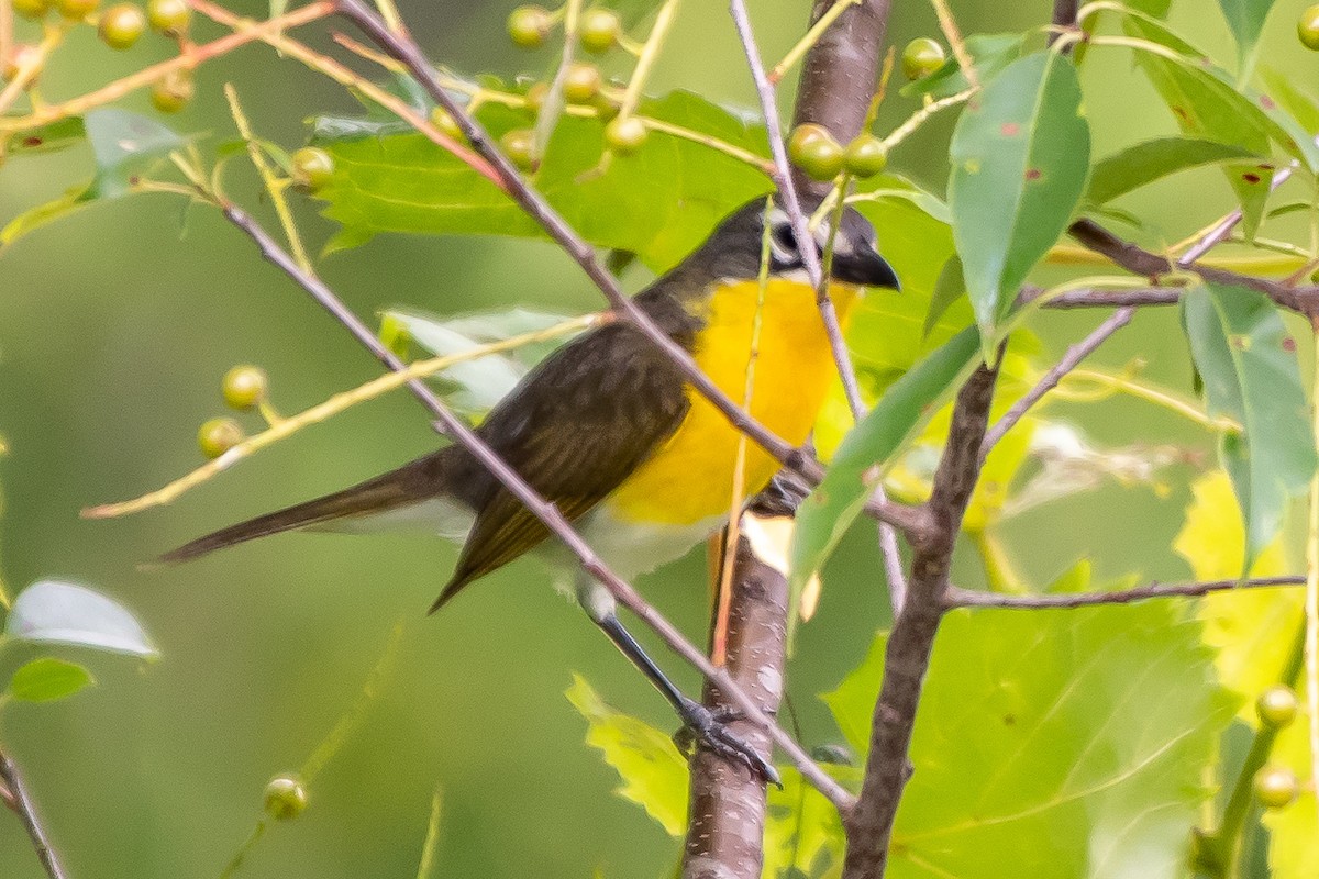 Yellow-breasted Chat - ML108010871