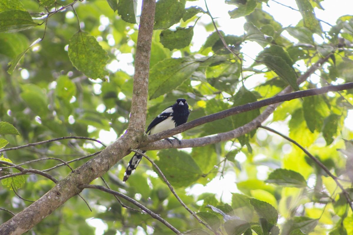 Magpie Tanager - ML108010911