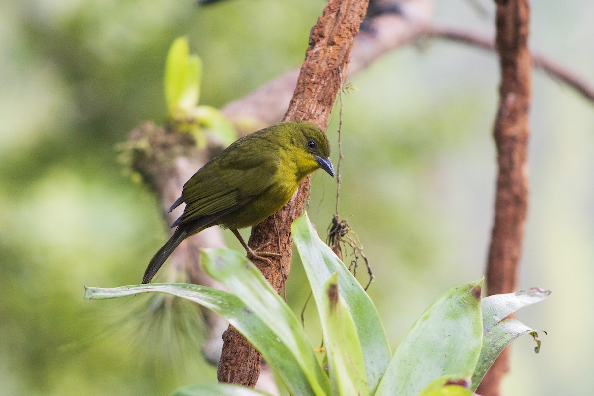Olive-green Tanager - ML108011121