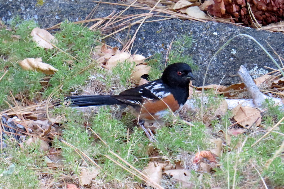 Spotted Towhee - Charlotte Morris