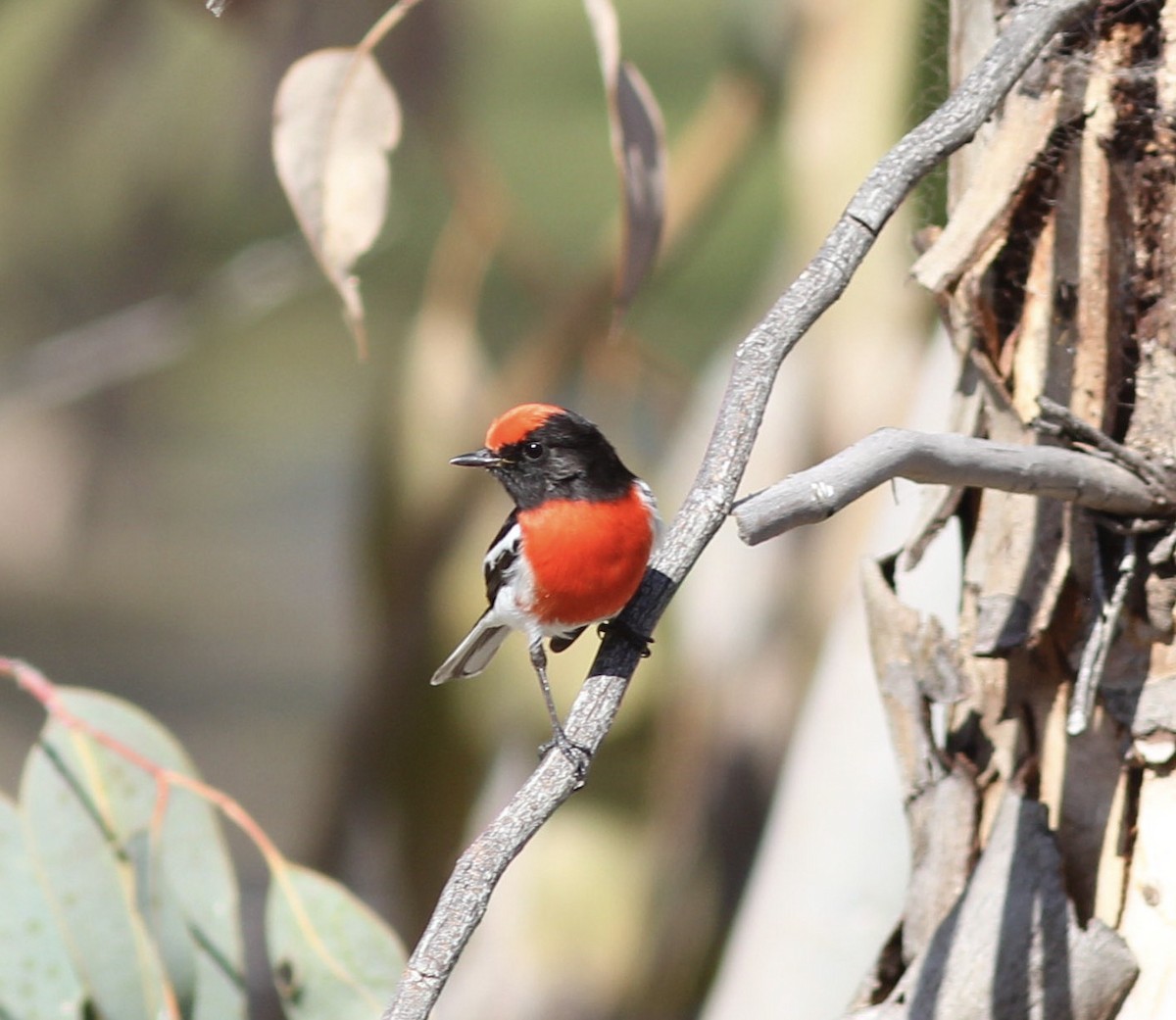 Red-capped Robin - Richard and Margaret Alcorn