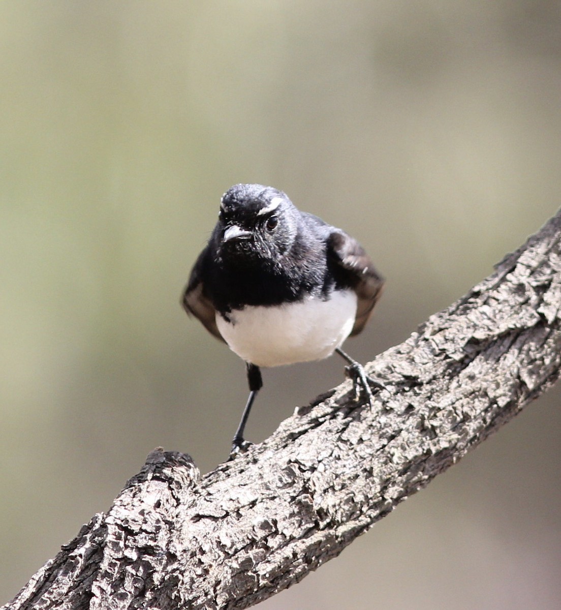 Willie-wagtail - ML108016631