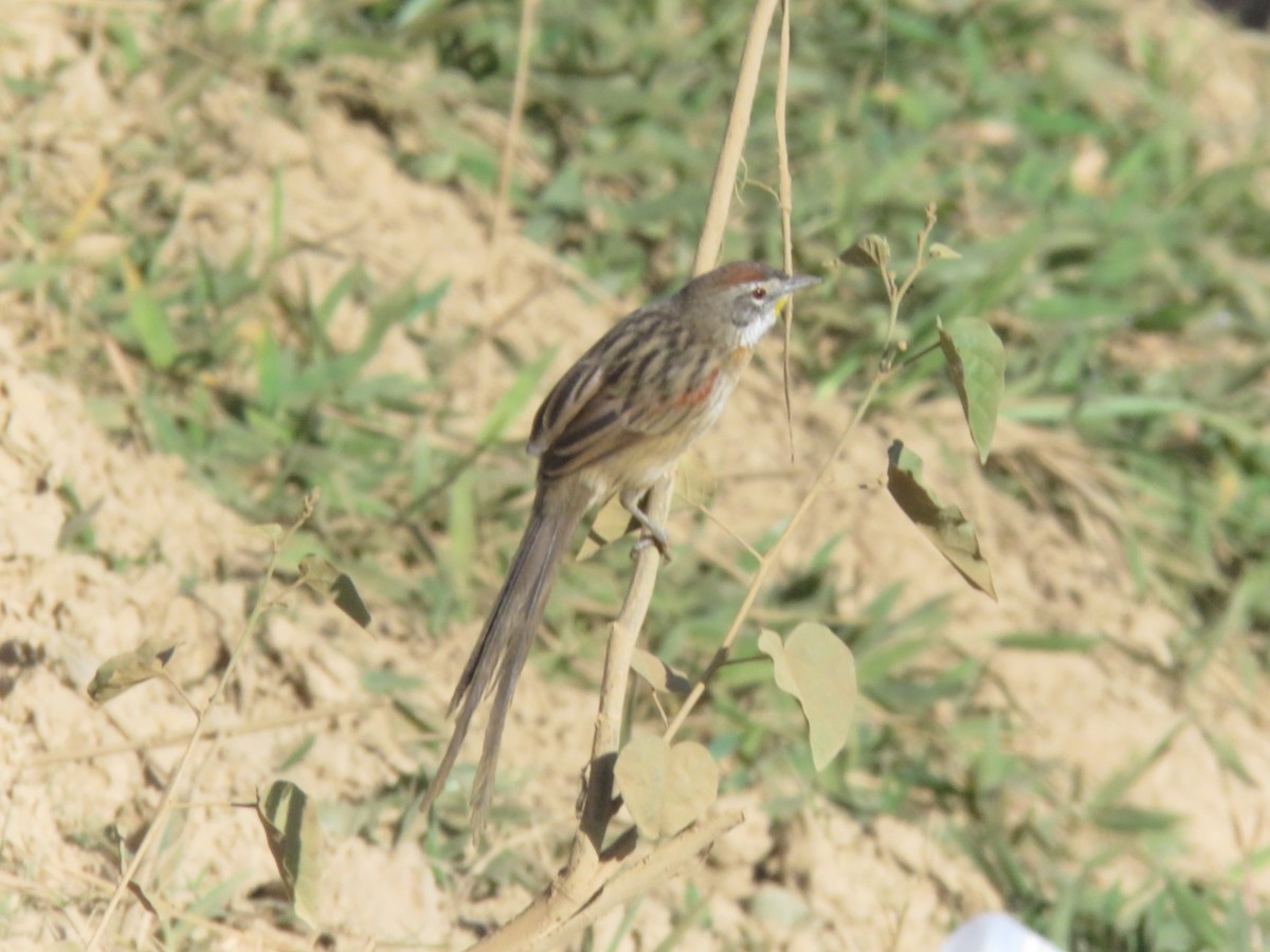 Chotoy Spinetail - ML108018851