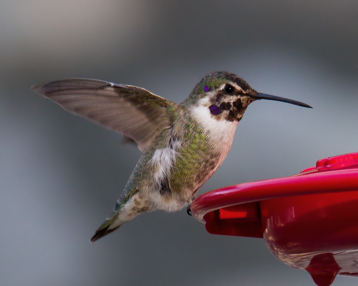 Costa's Hummingbird - Darlene Friedman
