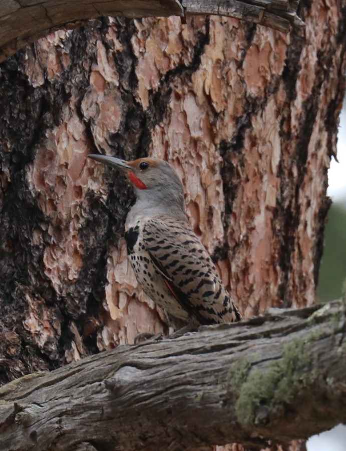 Northern Flicker (Red-shafted) - ML108020811