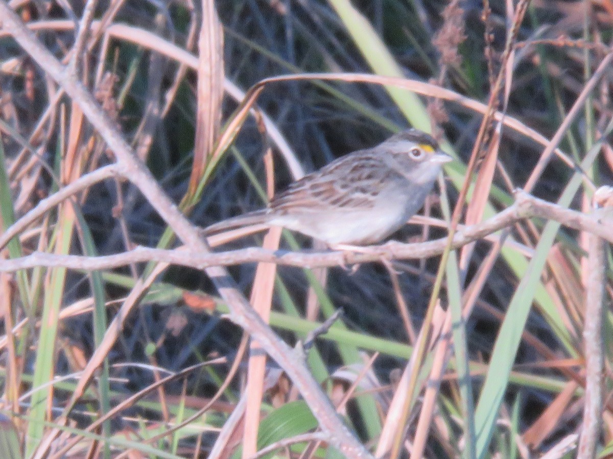 Grassland Sparrow - ML108021141