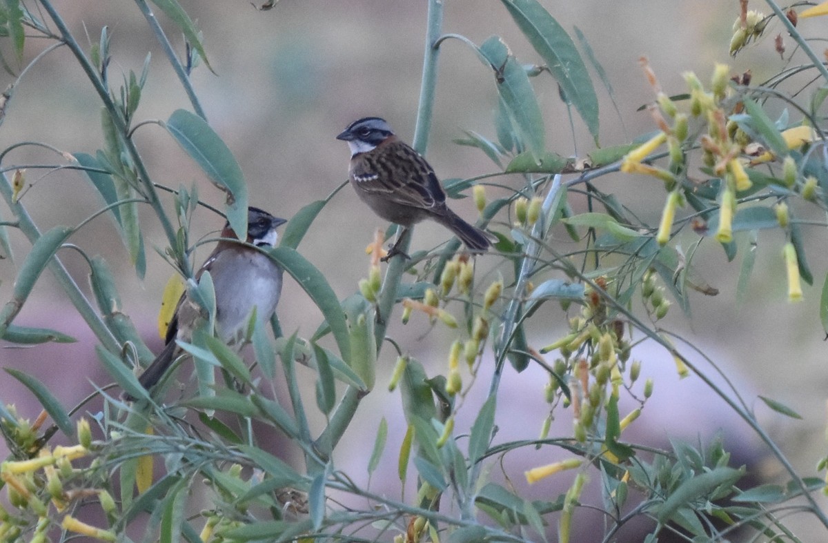 Rufous-collared Sparrow - ML108022961