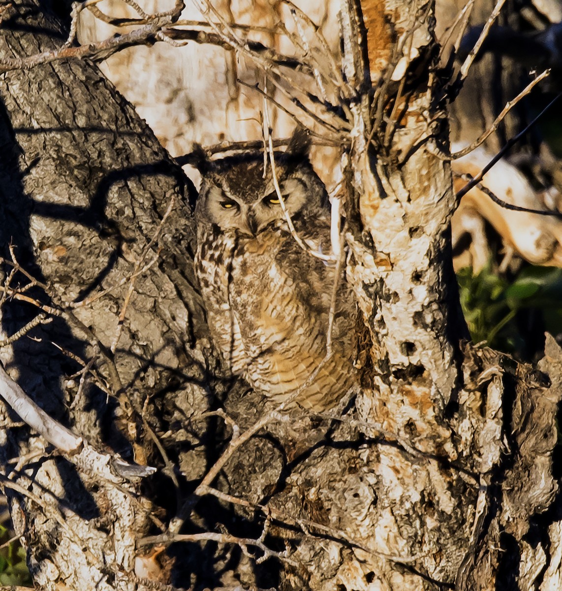 Great Horned Owl - Ron Grabyan