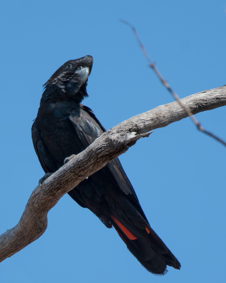 Red-tailed Black-Cockatoo - Hayley Alexander