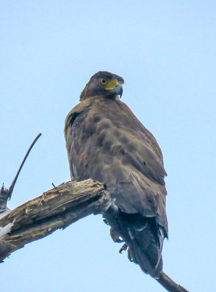 Crested Serpent-Eagle - Paul Hyde