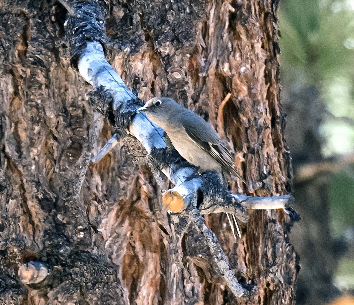 Townsend's Solitaire - Ron Grabyan