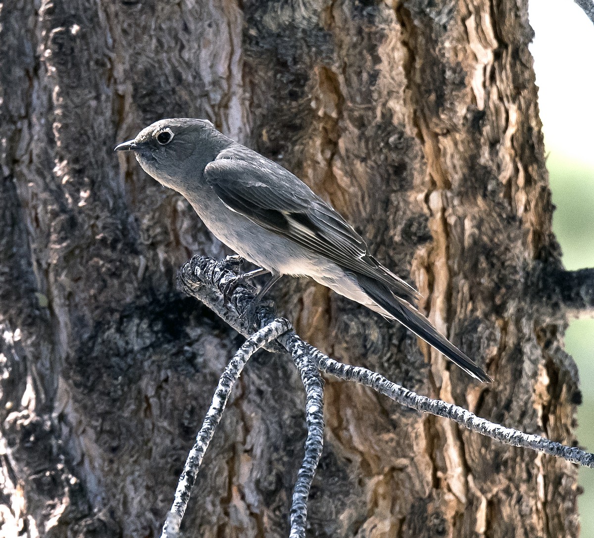 Townsend's Solitaire - Ron Grabyan