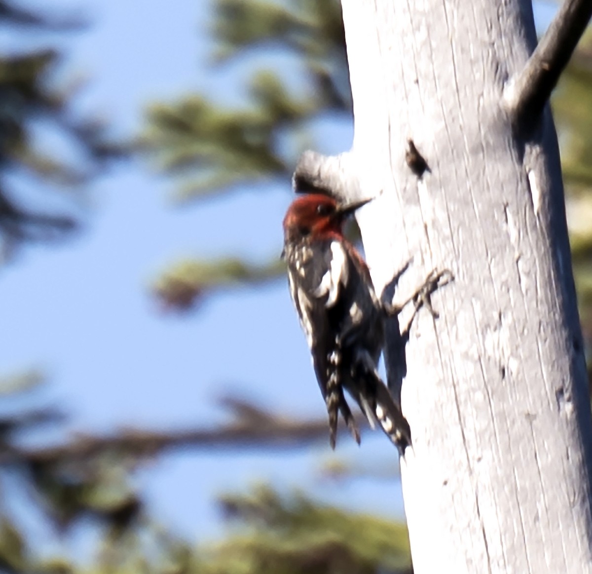 Red-breasted Sapsucker - ML108031501
