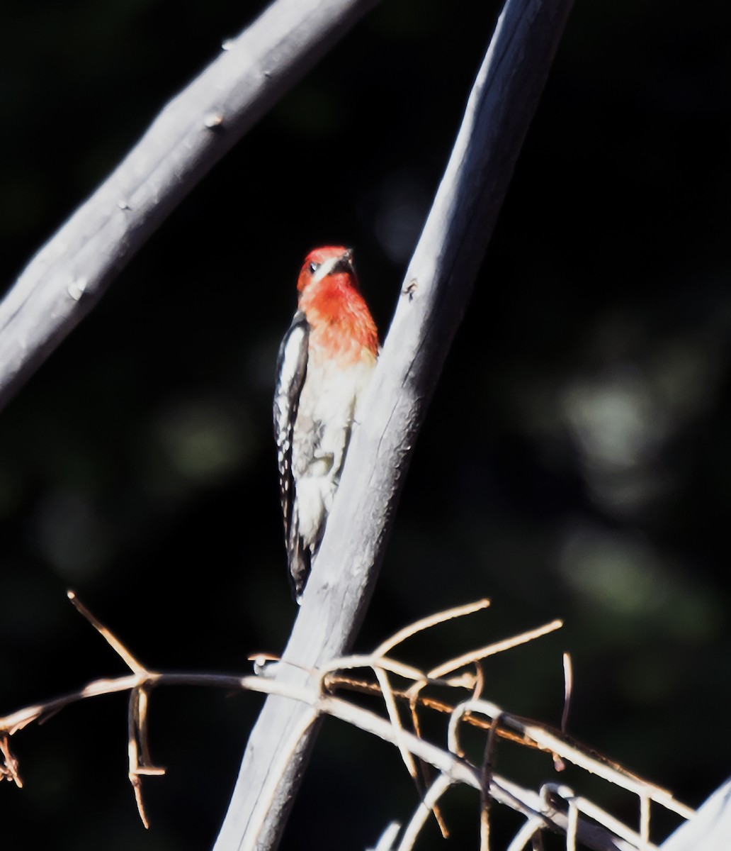 Red-breasted Sapsucker - ML108031581