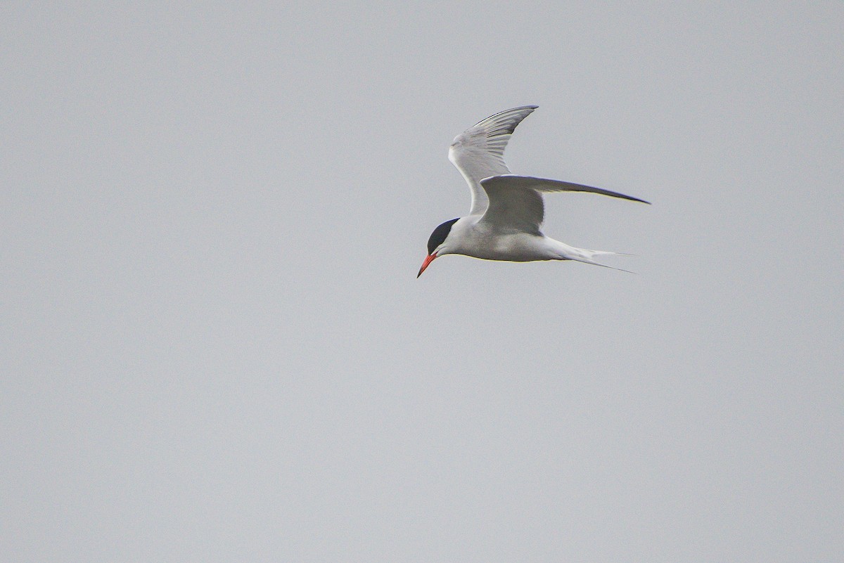 Common Tern - ML108033191