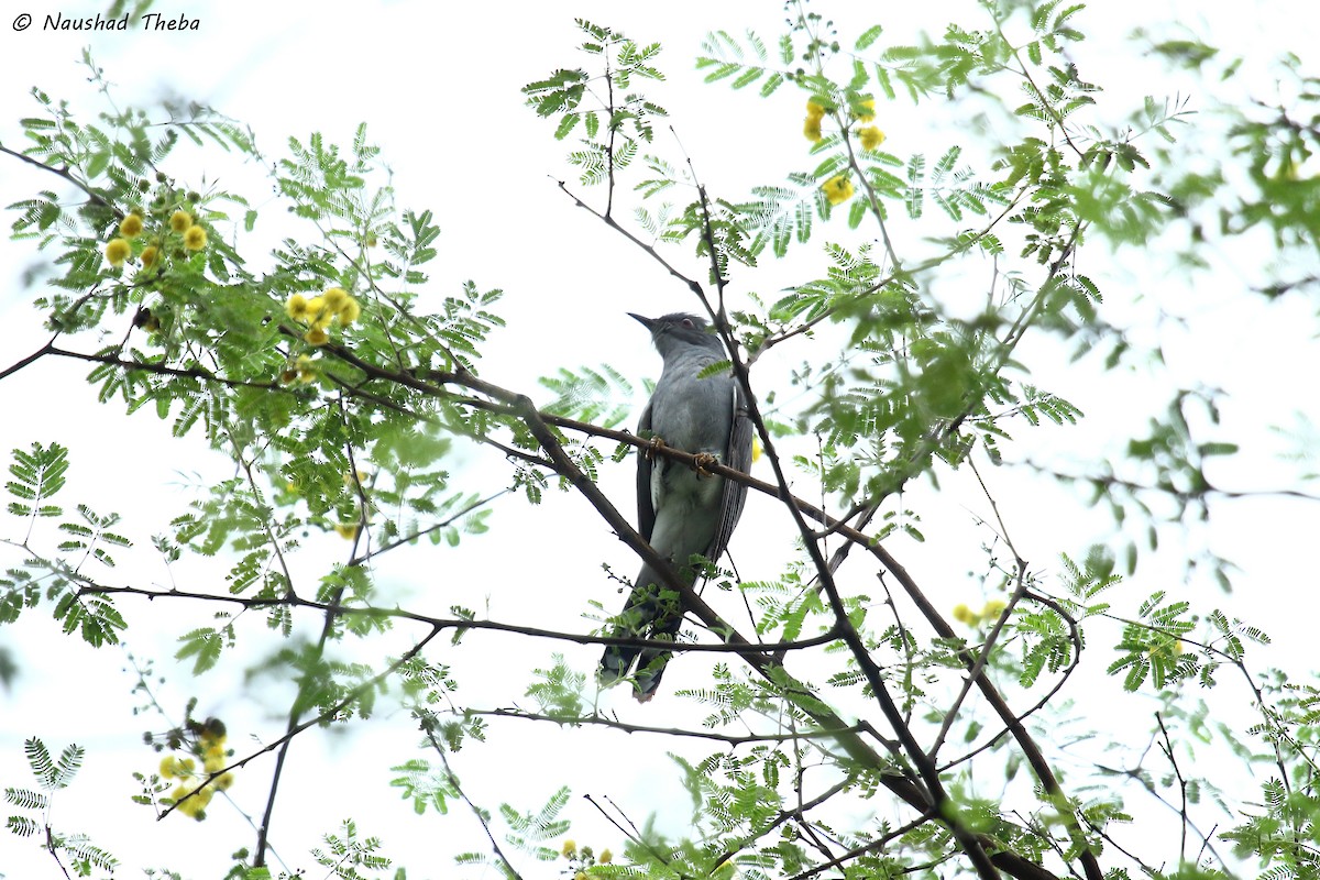 Gray-bellied Cuckoo - Naushad Theba