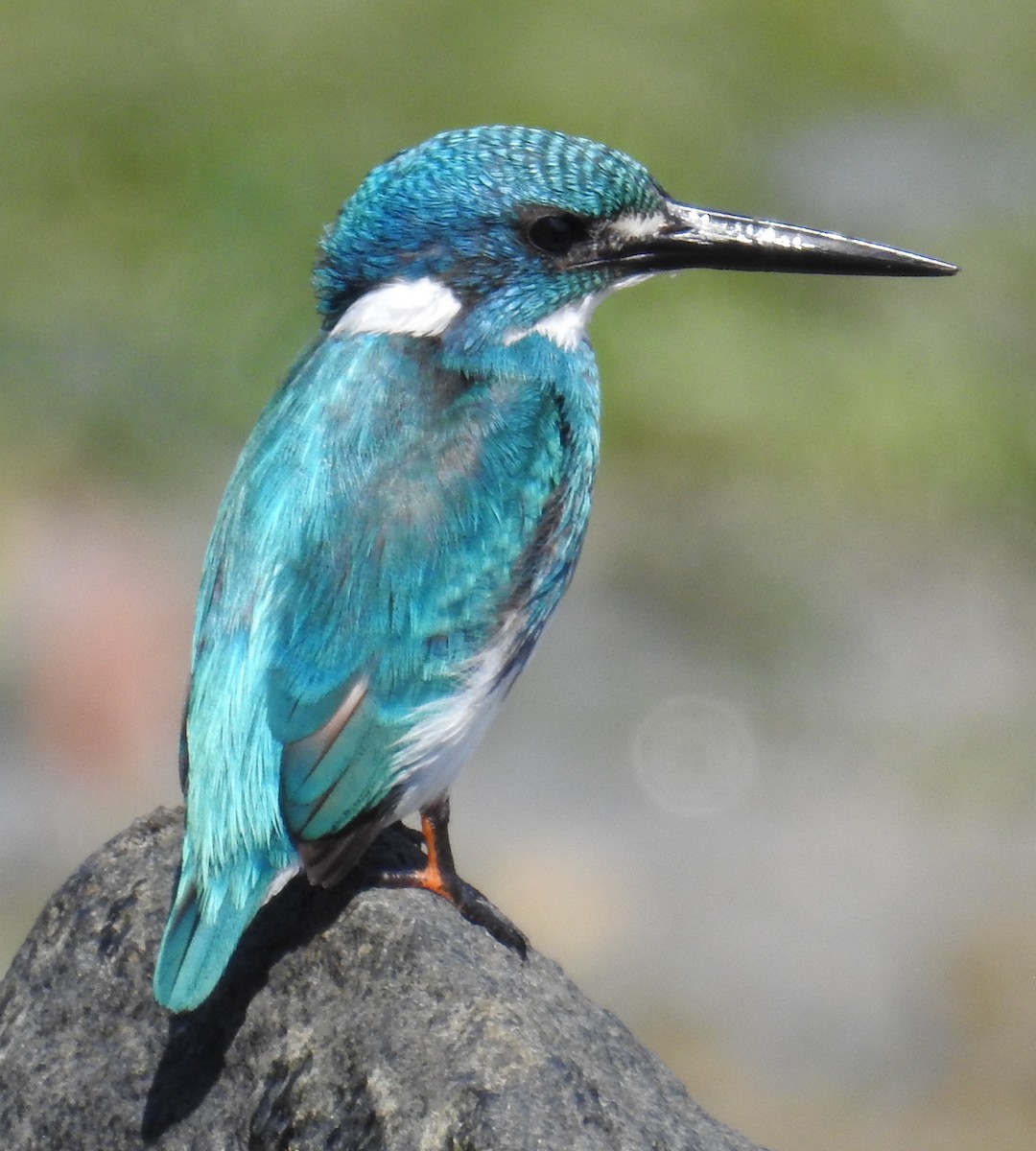 Small Blue Kingfisher - ML108038171