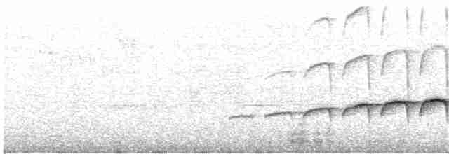 Large-tailed Antshrike - ML108038201
