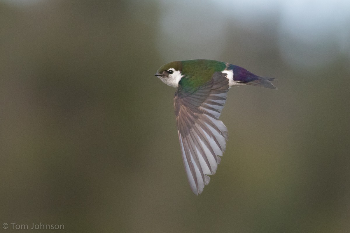 Violet-green Swallow - Tom Johnson