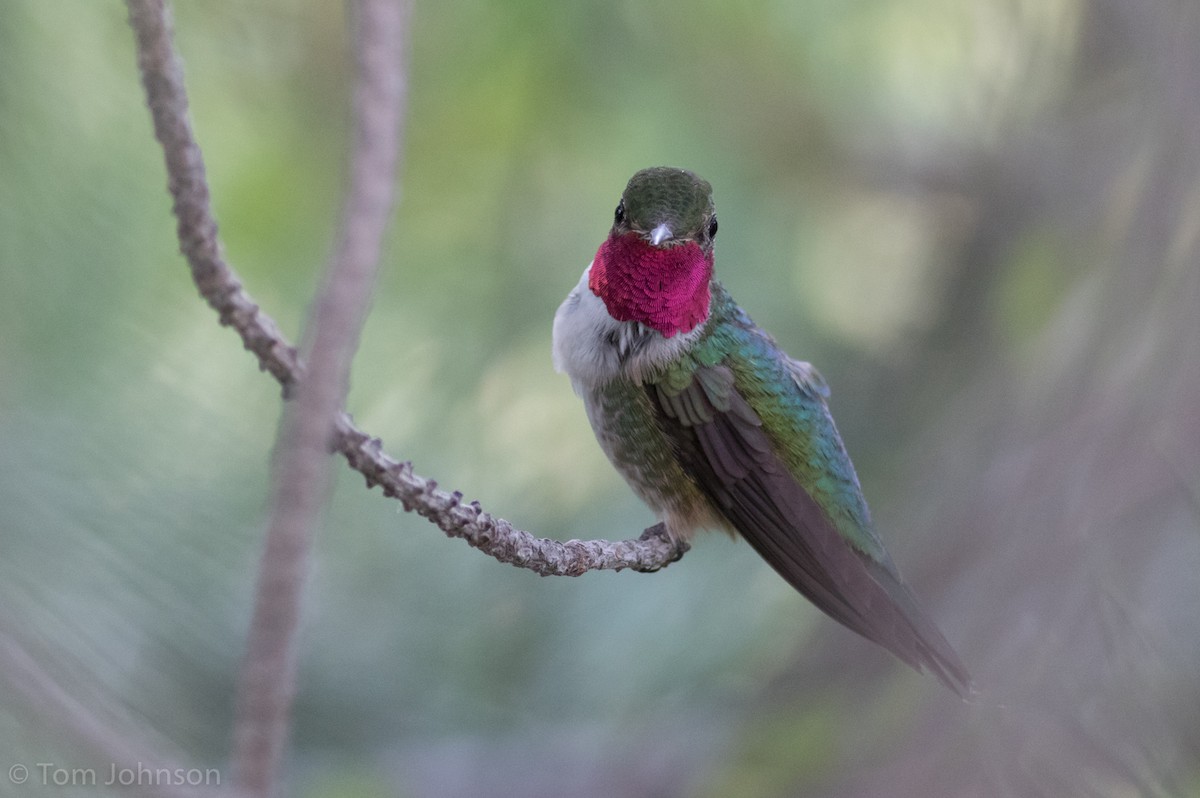 Broad-tailed Hummingbird - ML108039271