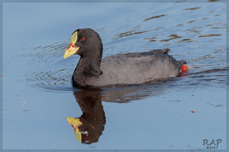Red-gartered Coot - ML108041821