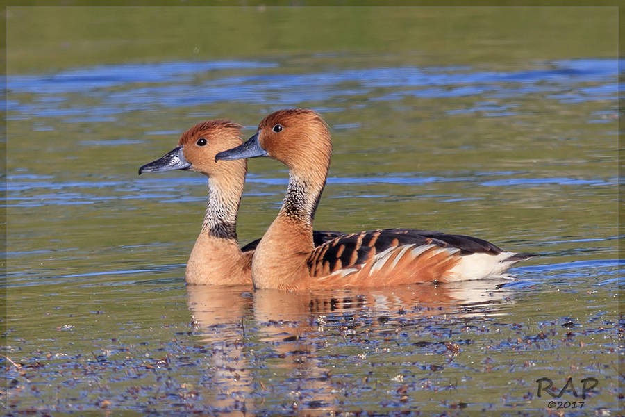 Fulvous Whistling-Duck - Ricardo A.  Palonsky