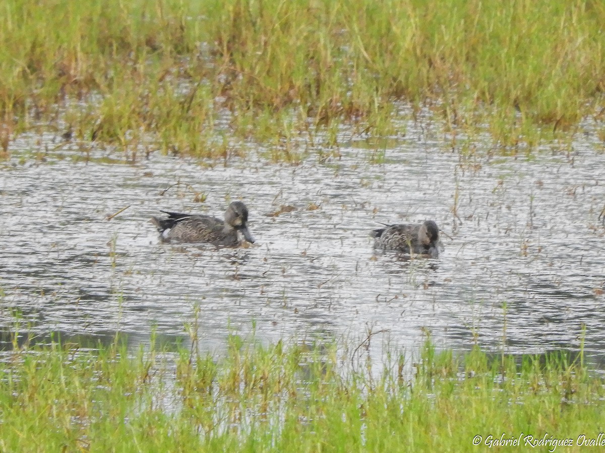 Blue-winged Teal - ML108042561