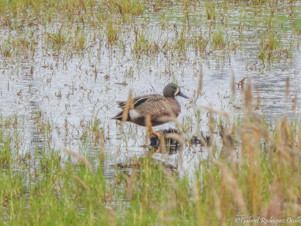 Blue-winged Teal - ML108042571
