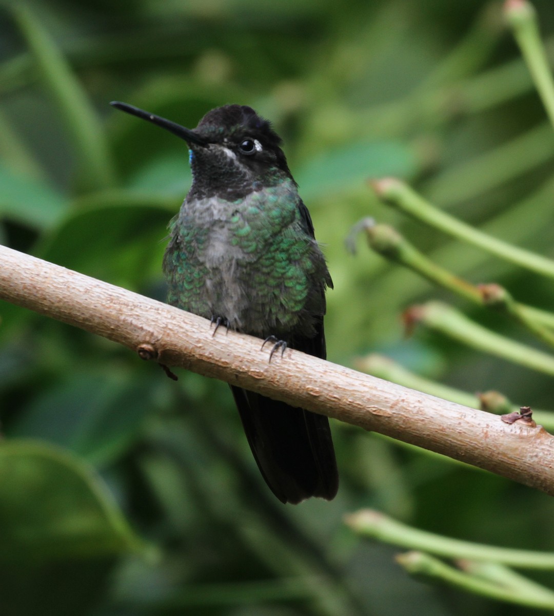 Talamanca Hummingbird - Don Coons