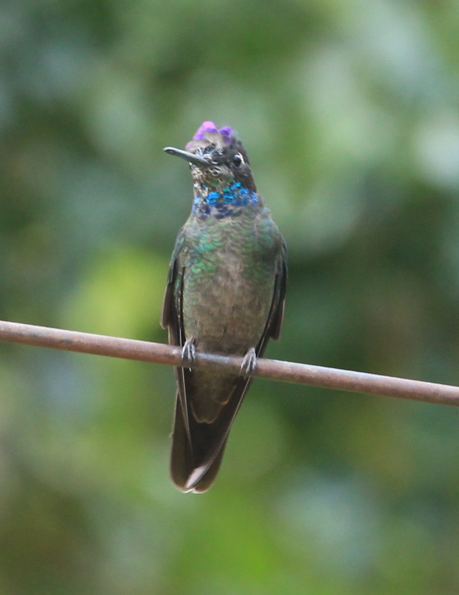 Talamanca Hummingbird - Don Coons
