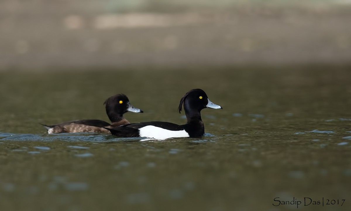 Tufted Duck - ML108043221