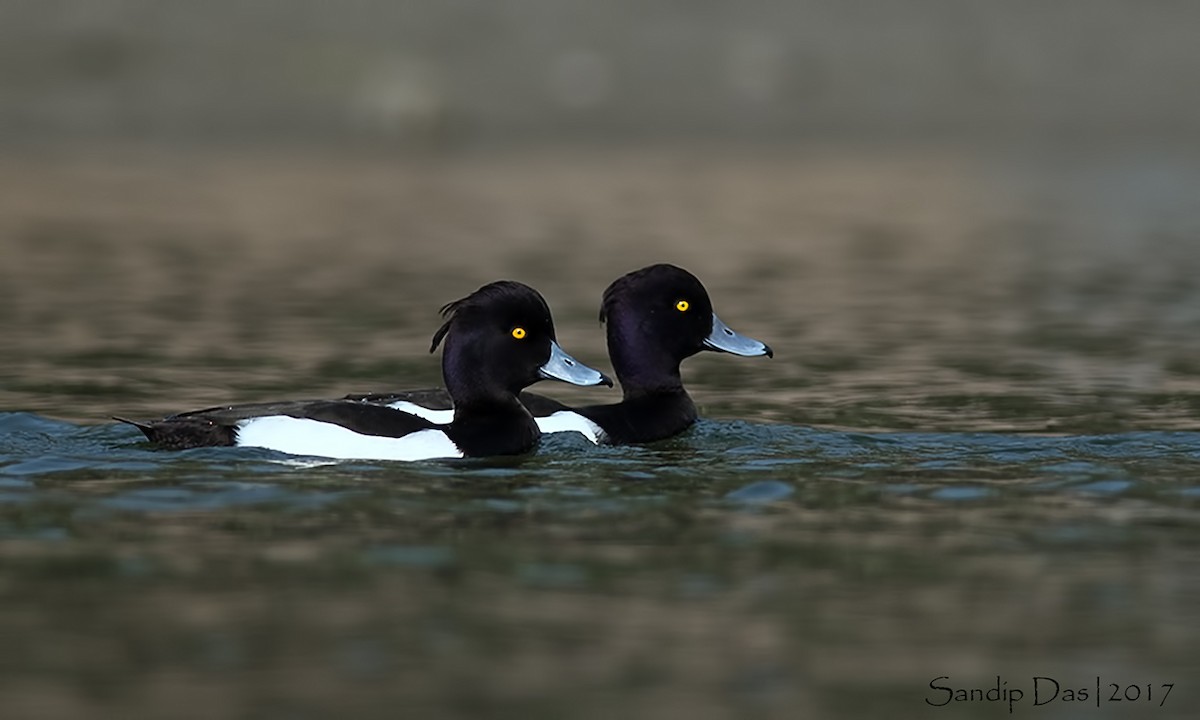Tufted Duck - ML108043231