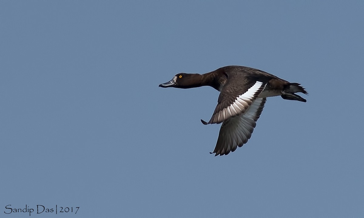 Tufted Duck - ML108043241